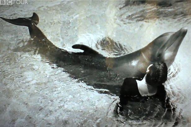 年轻女子与海豚发生性关系！当他们关系结束分手时，海豚沉入水底“自杀”（视频/组图） - 4