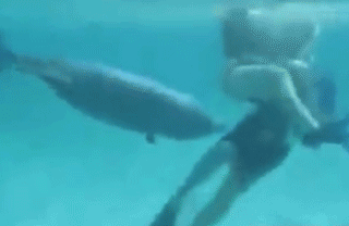 年轻女子与海豚发生性关系！当他们关系结束分手时，海豚沉入水底“自杀”（视频/组图） - 14