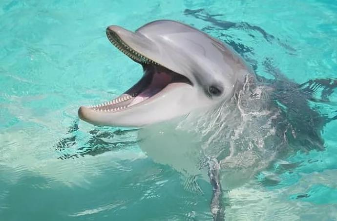 年轻女子与海豚发生性关系！当他们关系结束分手时，海豚沉入水底“自杀”（视频/组图） - 25