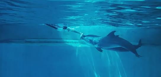 年轻女子与海豚发生性关系！当他们关系结束分手时，海豚沉入水底“自杀”（视频/组图） - 30