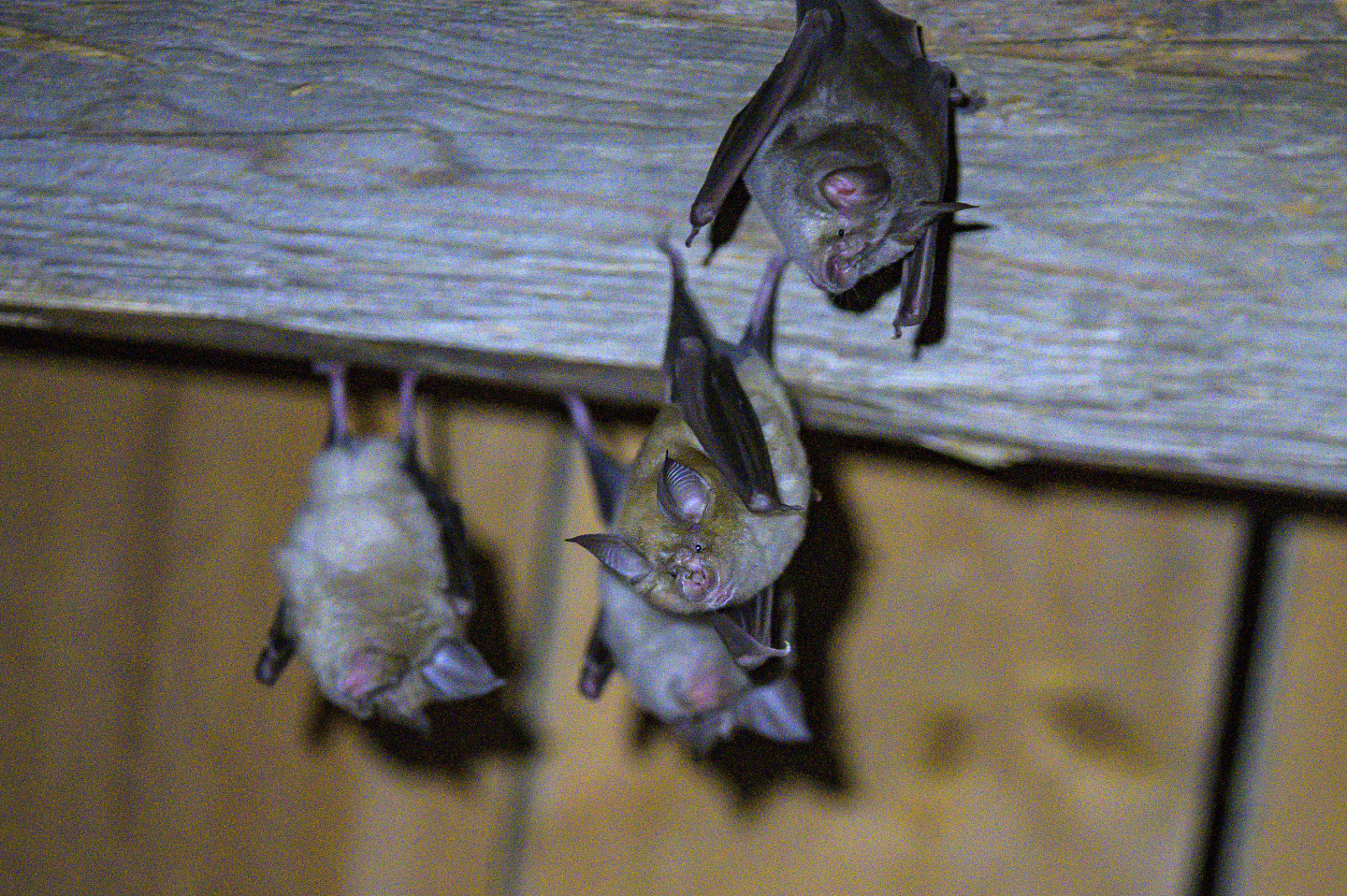 ▲▼法国科学家在寮国北部石灰岩洞发现，蹄鼻蝙蝠体内的3种冠状病毒与人类所染的新冠病毒类似。（示意图／达志影像／美联社）