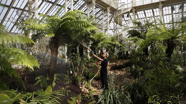 2018年3月，园艺工作者在邱园的温带植物温室中浇水。