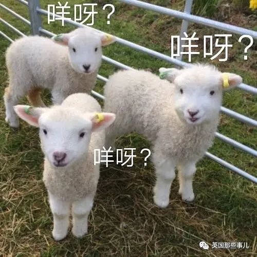 一只羊居然杀死了一头凶猛灰熊！网友：别看我只是羊（组图） - 2