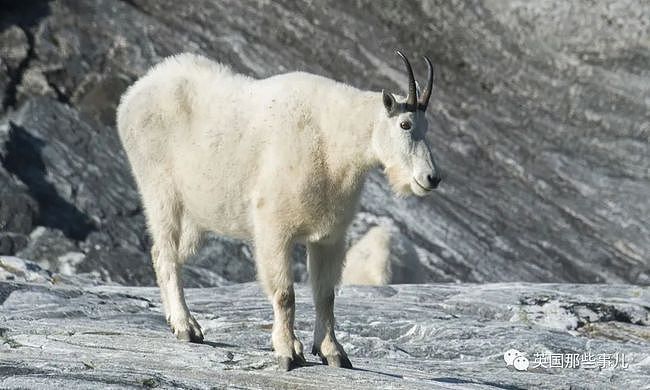 一只羊居然杀死了一头凶猛灰熊！网友：别看我只是羊（组图） - 5