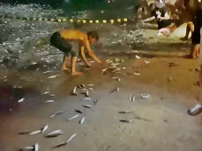 长洲中秋夜有过千条小鱼跳上岸，半百市民赏月兼捉鱼。「我们的长洲fb群组」影片截图