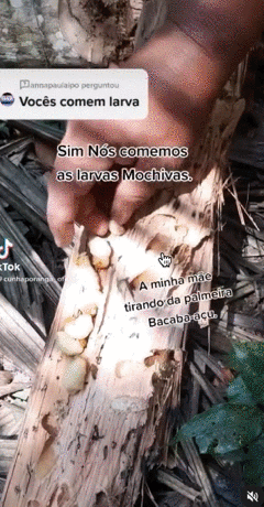 亚马逊雨林土著少女直播吃昆虫成网红，如今没钱交网费要被断网了（组图） - 15