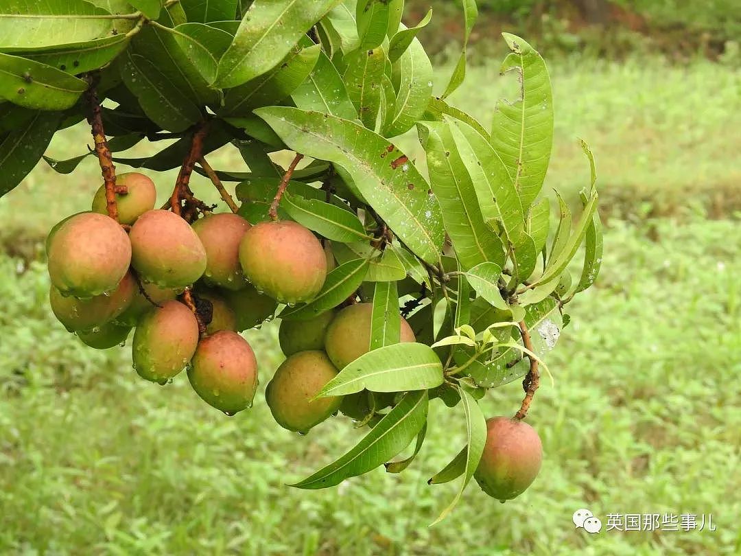 印度农民种出神奇芒果，看着像苹果吃着像香蕉…还有孜然口味（组图） - 1