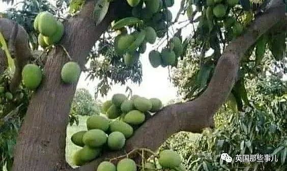 印度农民种出神奇芒果，看着像苹果吃着像香蕉…还有孜然口味（组图） - 3