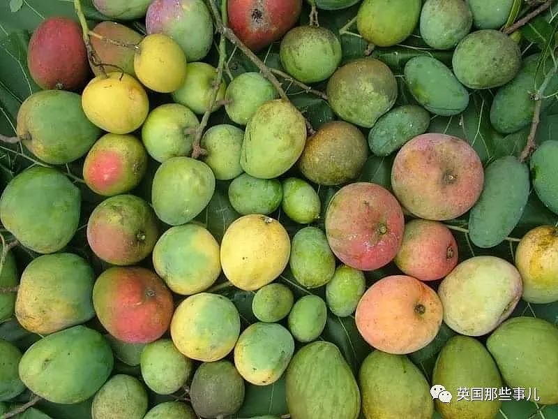 印度农民种出神奇芒果，看着像苹果吃着像香蕉…还有孜然口味（组图） - 6