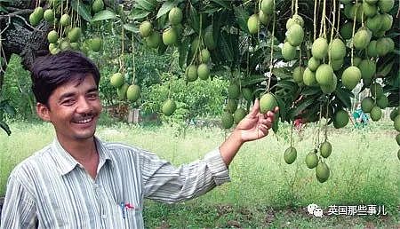 印度农民种出神奇芒果，看着像苹果吃着像香蕉…还有孜然口味（组图） - 8