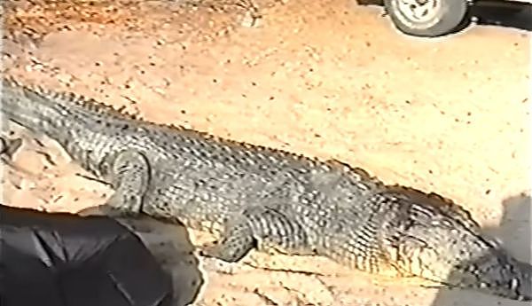 ▲▼澳洲一尾4.2公尺巨鳄狠咬壮男。（图／翻摄自YouTube／GT BUSTER）
