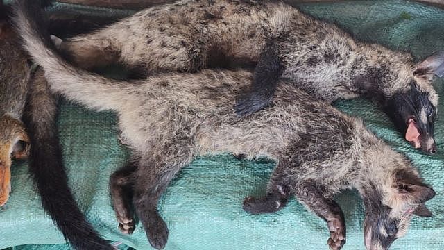 在老挝市场上出售的狸猫