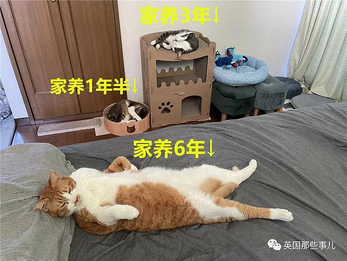 如何判断猫咪的家庭地位？从它们的睡姿就可以看出……（组图） - 2