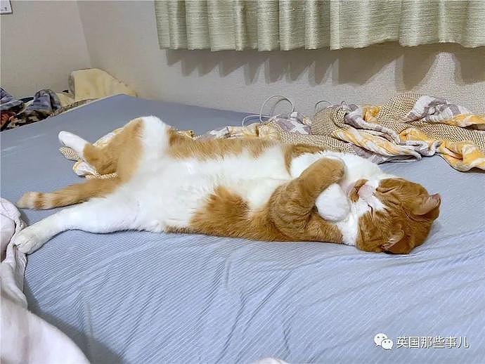 如何判断猫咪的家庭地位？从它们的睡姿就可以看出……（组图） - 8