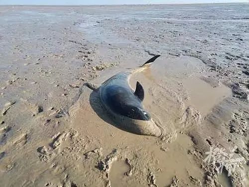 宁波又有12头海豚陷入滩涂搁浅，当地渔民拖来救援“神器”（组图） - 1