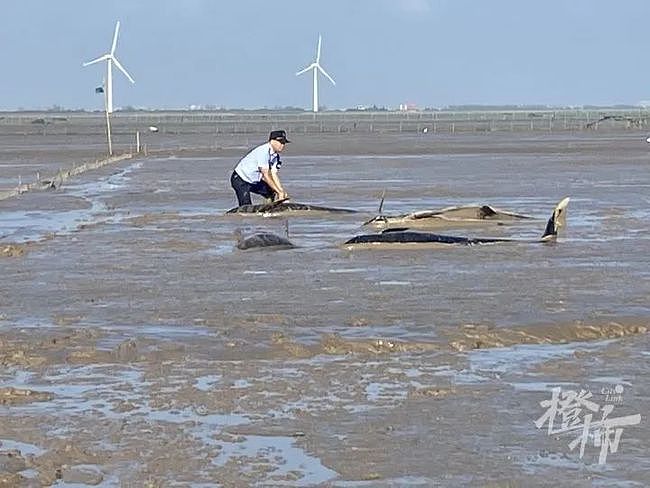 宁波又有12头海豚陷入滩涂搁浅，当地渔民拖来救援“神器”（组图） - 3