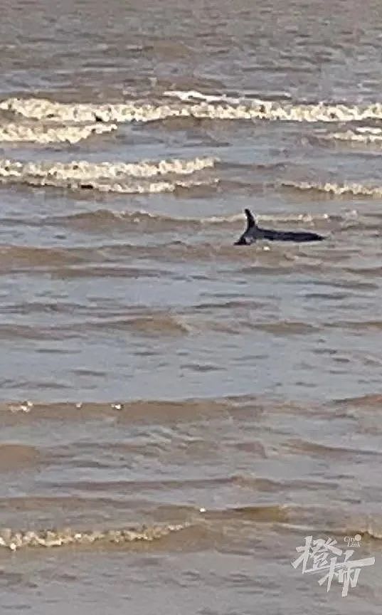 宁波又有12头海豚陷入滩涂搁浅，当地渔民拖来救援“神器”（组图） - 8