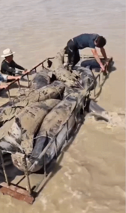 宁波又有12头海豚陷入滩涂搁浅，当地渔民拖来救援“神器”（组图） - 7