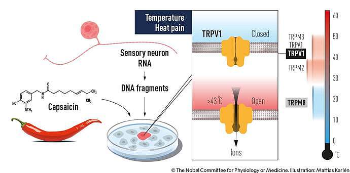 诺奖爆冷门！吃辣椒会感到热也能获得诺贝尔奖？看完才知道不简单（视频/组图） - 5