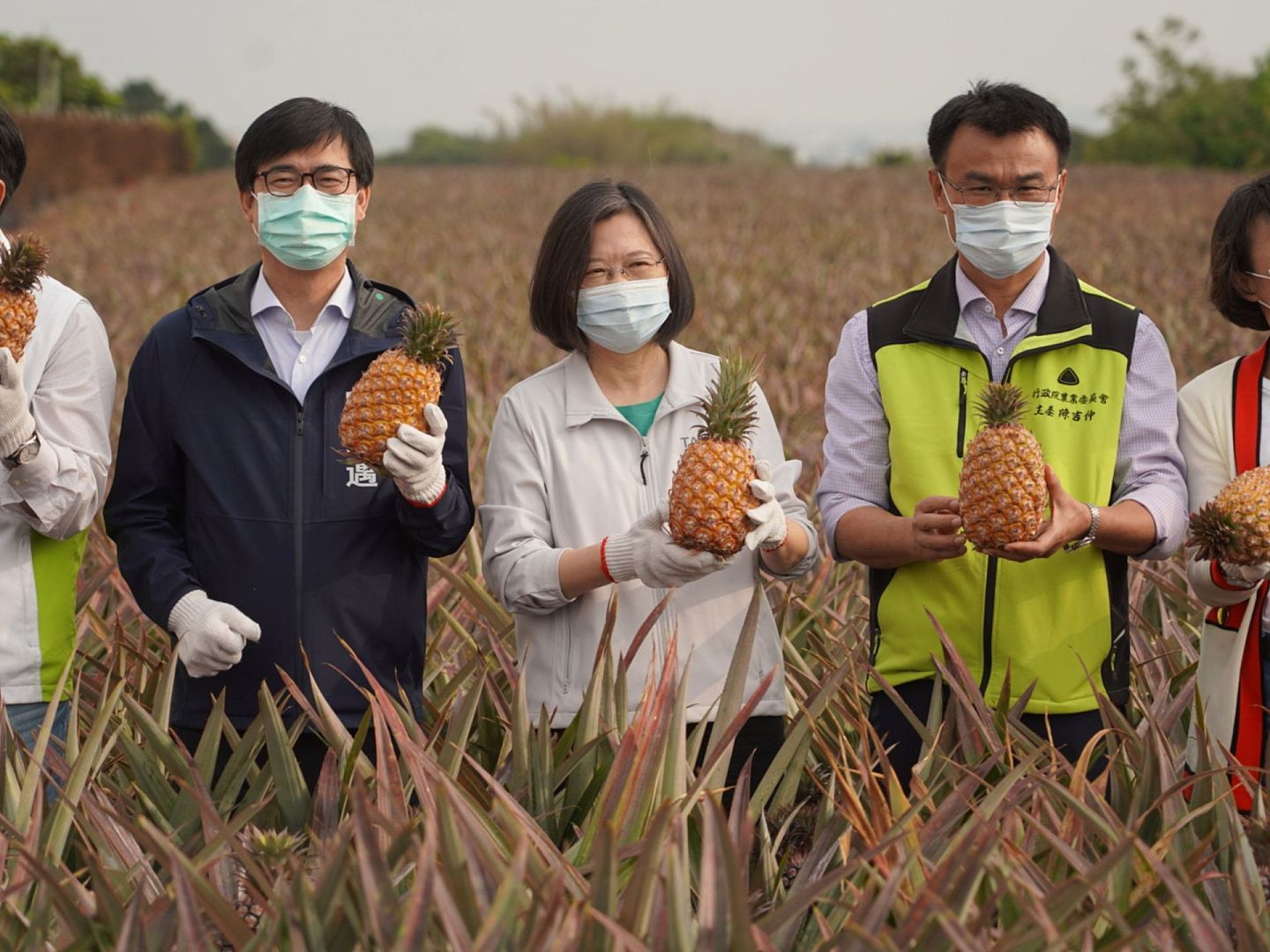 北京下达菠萝（凤梨）禁令后，蔡英文访菠萝农友，允诺全力挺农民。（中央社）