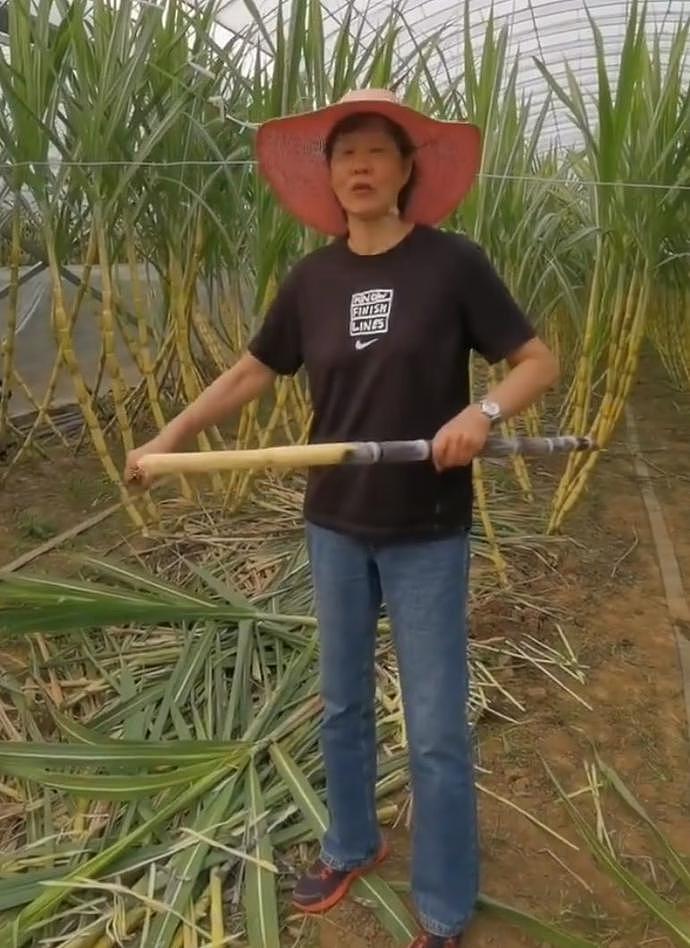 退休后34天，郎平首次晒最新动态，休闲装+遮阳帽，在农场削甘蔗（组图） - 1