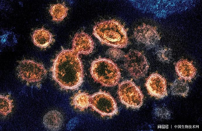 全球新冠疫情已大幅趋缓，专家：病毒有两个月的“神秘循环周期”（图） - 1