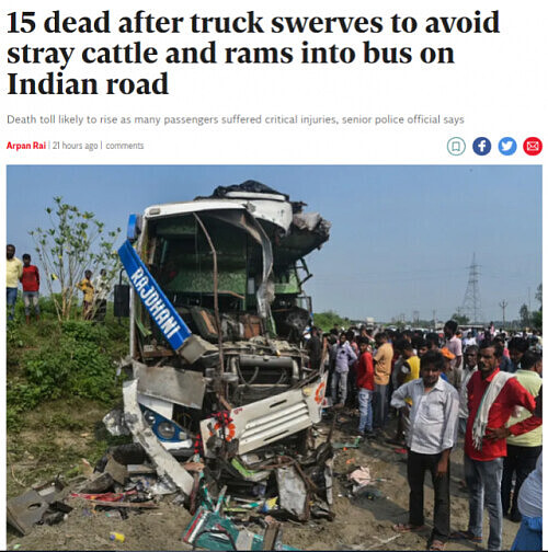 为避开流浪牛，印度公交车迎头撞卡车致15人死亡