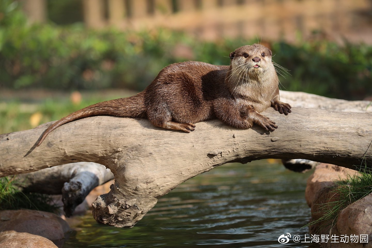 上海动物园一水獭帮游客水池捞手机，获赠锦旗：“拾金不昧暖人心”