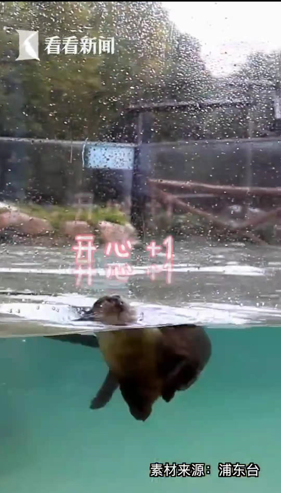上海动物园一水獭帮游客水池捞手机，获赠锦旗：“拾金不昧暖人心”