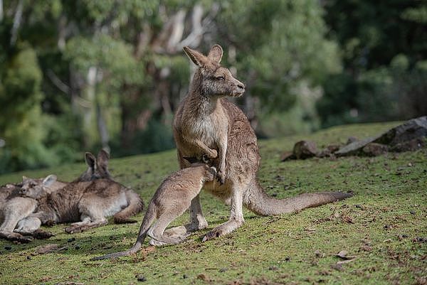 ▲东部灰袋鼠Eastern Grey kangaroos。（图／取自免费图库Pixabay）