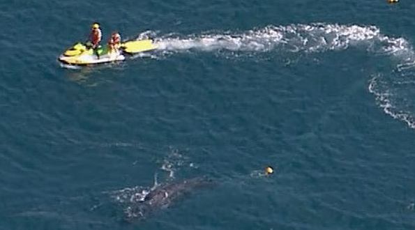 鲸鱼被困悉尼海滩，多部门合力救援（组图） - 4