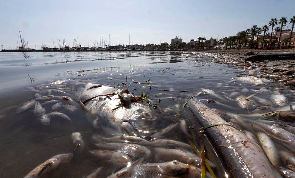 必须中国人来负责？西班牙最大潟湖污染：因为中国人爱吃猪肉