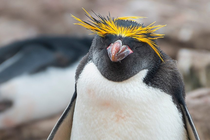 Close up of a Macaroni Penguin looking at the camera