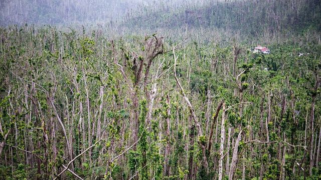 Trees without leaves and and branches in Morne Trois Pitons National Park