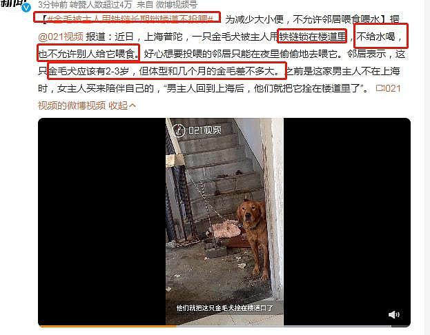 金毛犬“失宠”后拴楼道不给吃喝，邻居喂还被主人警告（视频/组图） - 2