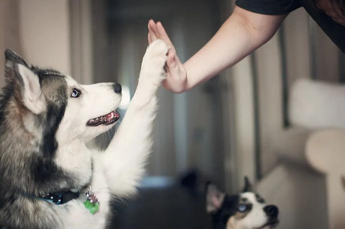 金毛犬“失宠”后拴楼道不给吃喝，邻居喂还被主人警告（视频/组图） - 1