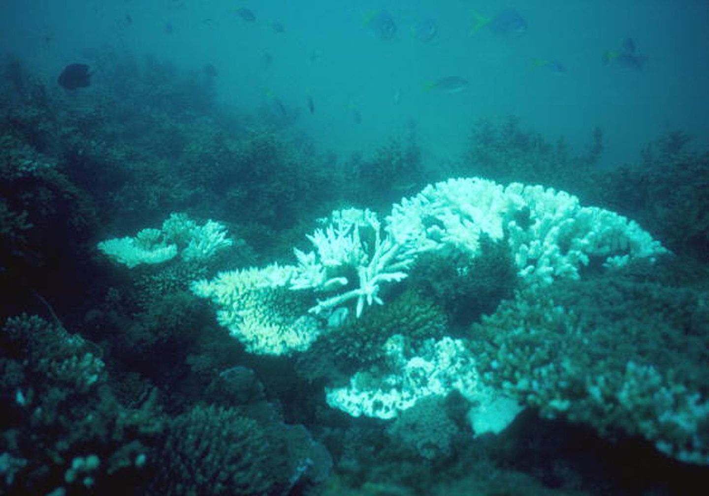 高温令全球生态系统受损，在澳大利亚大堡礁，有九成以上的珊瑚礁受白化影响。（Getty Images）