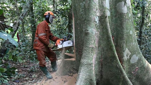 一名工人在刚果民主共和国东北部基桑加尼附近合法砍伐一棵树