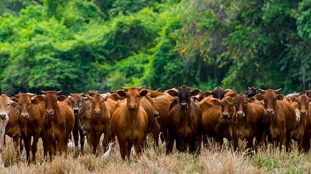 Companies cut down trees to create grazing land to feed the world's hunger for meat