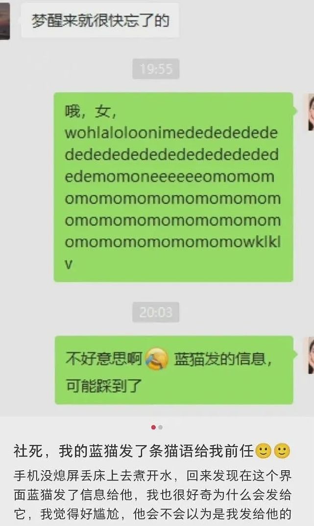 【宠物】我家蓝猫大晚上给我前任发消息，第二天……我们复合了！（视频/组图） - 1