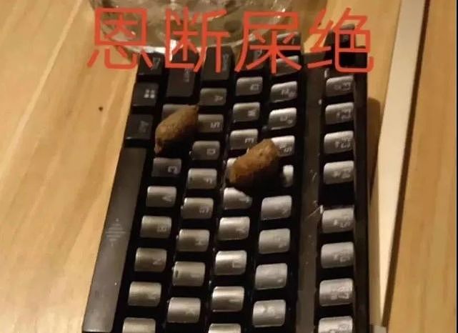 【宠物】我家蓝猫大晚上给我前任发消息，第二天……我们复合了！（视频/组图） - 16