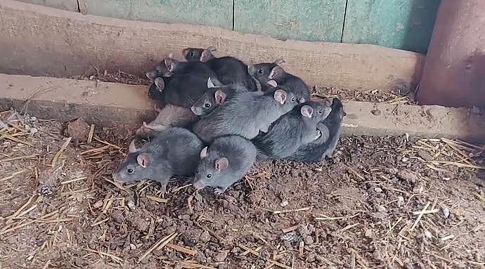 爱沙尼亚民众发现极罕见“鼠王现象”，13只老鼠尾巴缠在一起（视频/图） - 1
