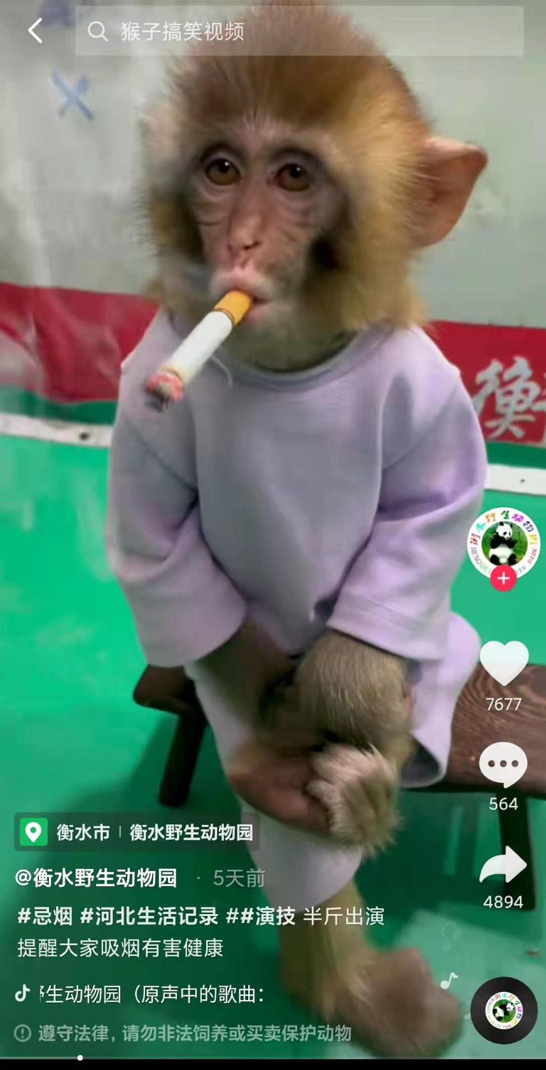 河北衡水野生动物园发布幼猴抽烟视频，园方：摆拍劝大家不要吸烟