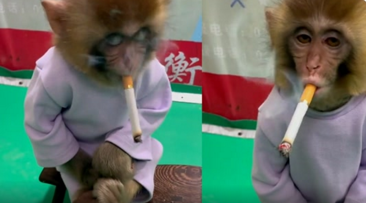 衡水野生动物园让幼猴抽烟被质疑，园方回应：摆拍的公益段子