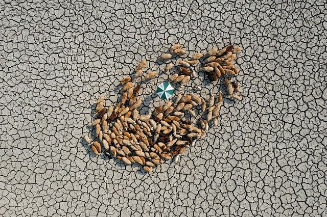 An aerial view of sheep on a dry and cracked landscape