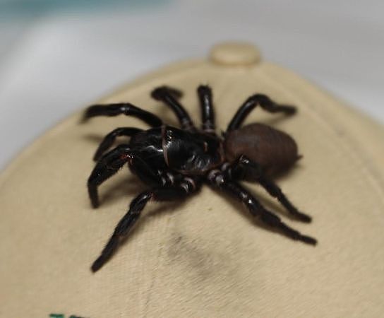 澳洲漏斗网蜘蛛毒性猛烈，性格也非常凶猛。（翻摄维基百科）