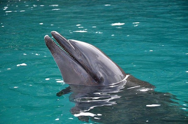 ▲▼法国今年高达1100只海豚莫名搁浅沿岸死亡。 （示意图／取自免费图库pixabay）