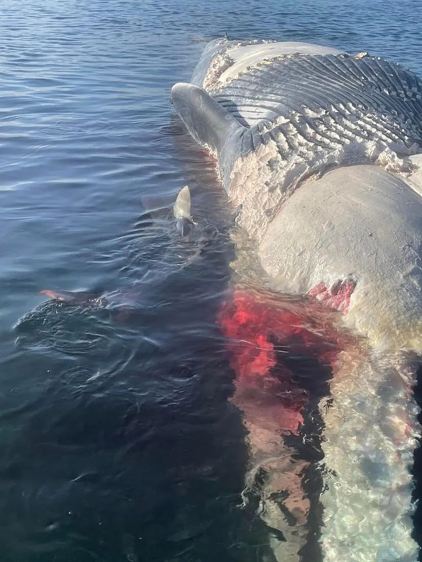 珀斯知名景点Rottnest Island发布鲨鱼预警，源头竟是一具鲸鱼尸体（图） - 3