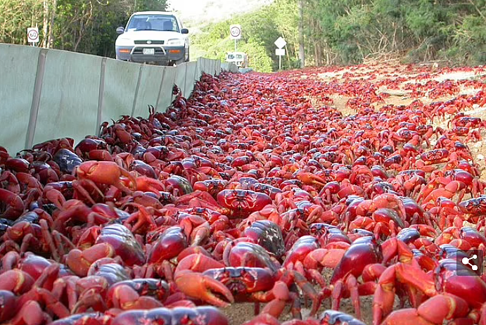 澳洲红蟹大迁移开始了！浩浩荡荡过桥“压马路”，一片“红潮”超惹眼...（视频/组图） - 2