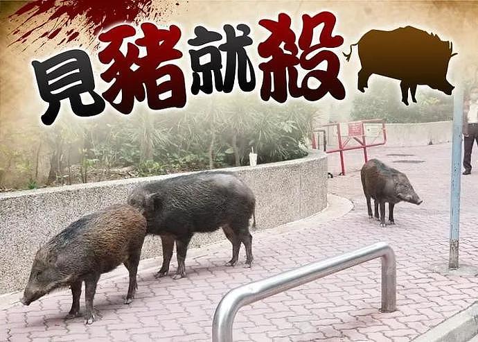 频频伤人，香港发出“野猪追杀令”（图） - 2